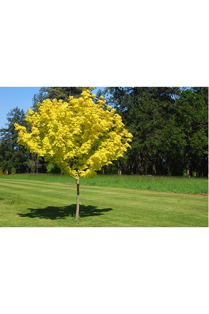 Клен платоподобный Принцетон Голд