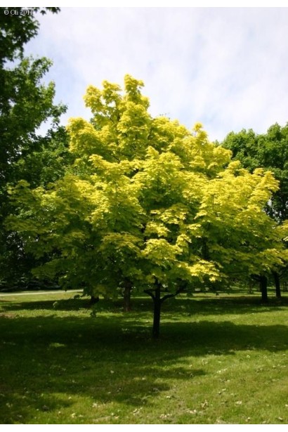 Клен золотисто-желтый Принцетон Голд