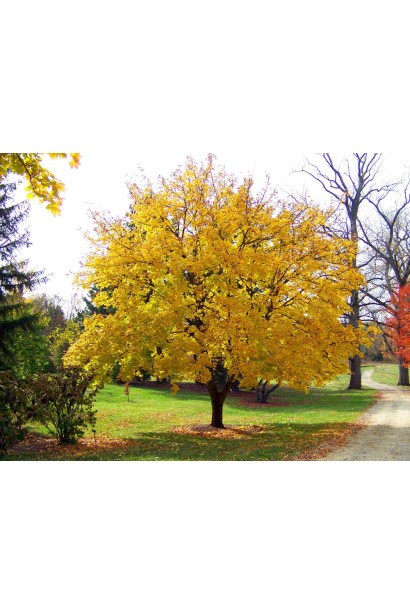 Клен платонавидный Принцетон Голд осенью