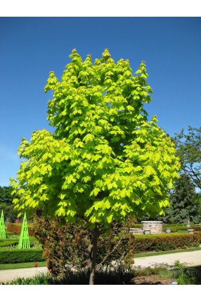 Клён остролистный Принцетон Голд