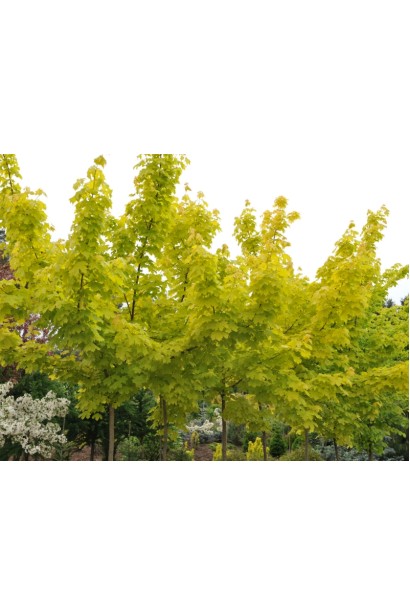 Acer platanoides Princeton Gold