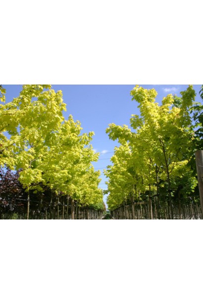 Клен Princeton Gold в питомнике