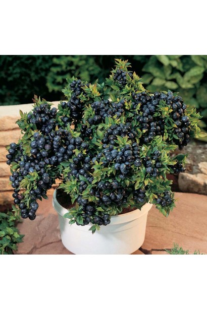 Лохина Блюкроп в декоративному горщику