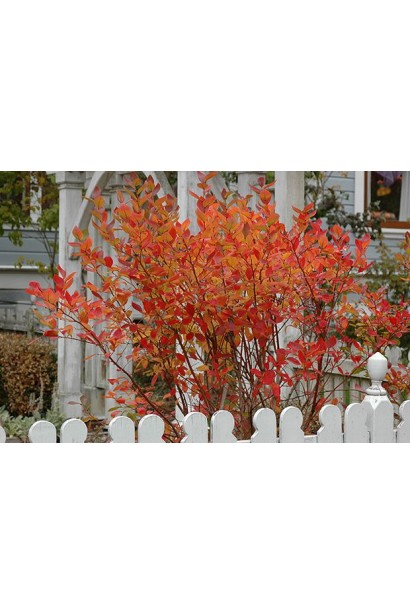 Лохина Блюкроп восени в саду