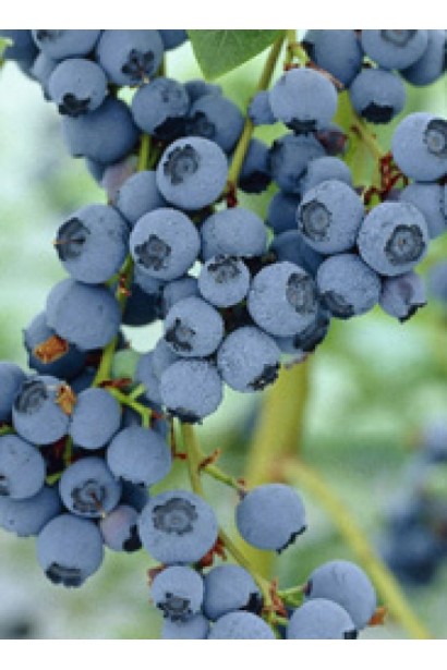 Лохина Блюкроп ягоди