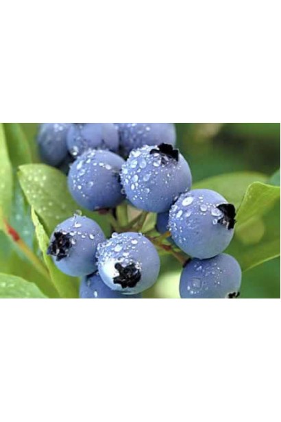 Лохина Блюкроп