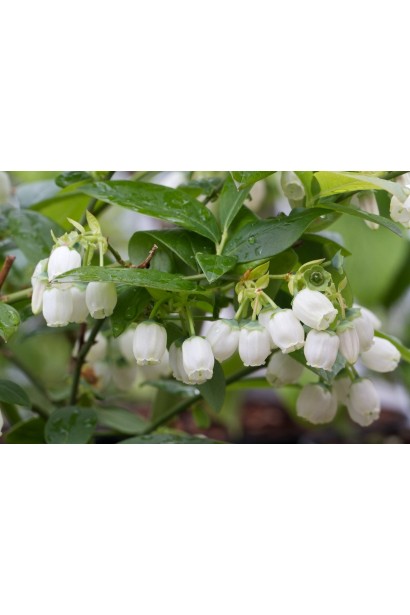 Лохина Блюкроп квіти-дзвіночки