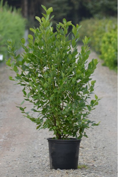 Лохина високоросла Блюкроп саджанець в горщику