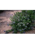 Лохина високоросла Блюкроп | Голубика высокорослая Блюкроп | Vaccinium corymbosum Bluecrop