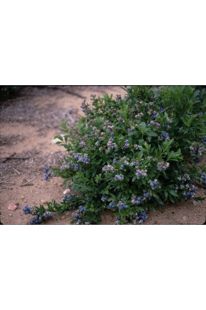 Лохина високоросла Блюкроп кущ