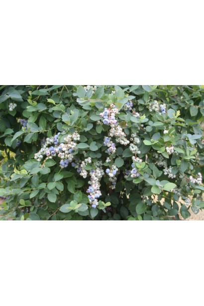 Лохина Bluecrop