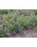 Лохина високоросла Блюкроп | Голубика высокорослая Блюкроп | Vaccinium corymbosum Bluecrop