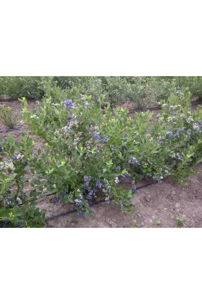 Vaccinium corymbosum Bluecrop