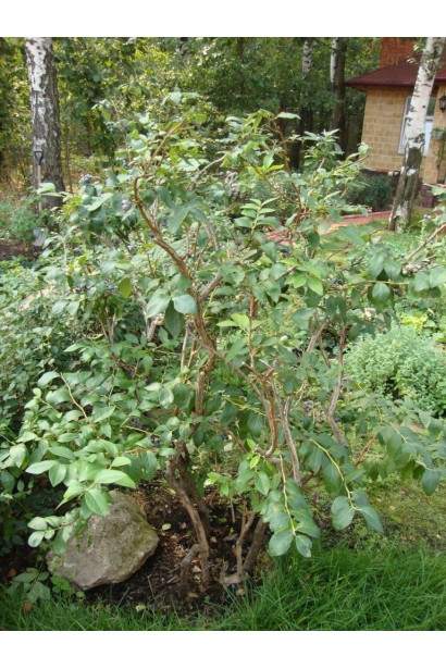 Лохина високоросла Bluecrop