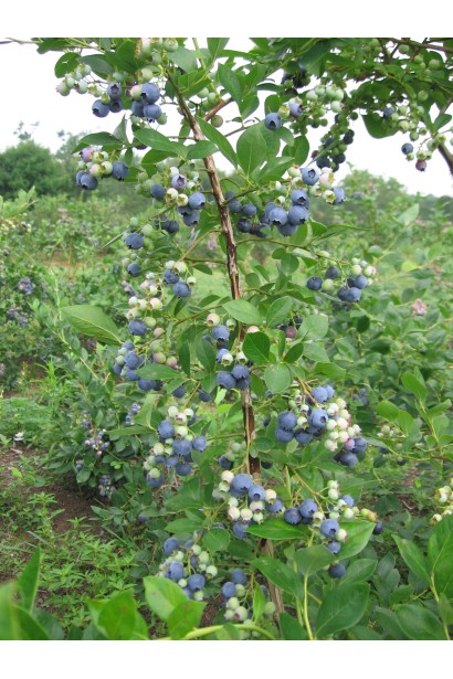 Vaccinium Bluecrop