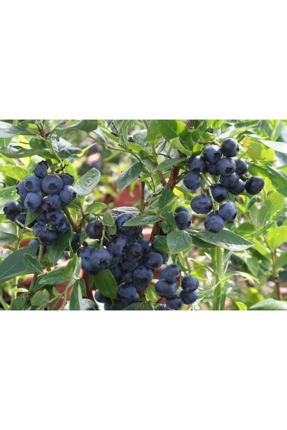 Лохина Блюкроп плоди