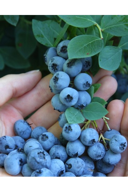Лохина Блюкроп блакитні плоди з восковим нальотом