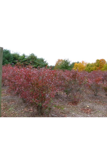 Лохина Блюкроп насадження