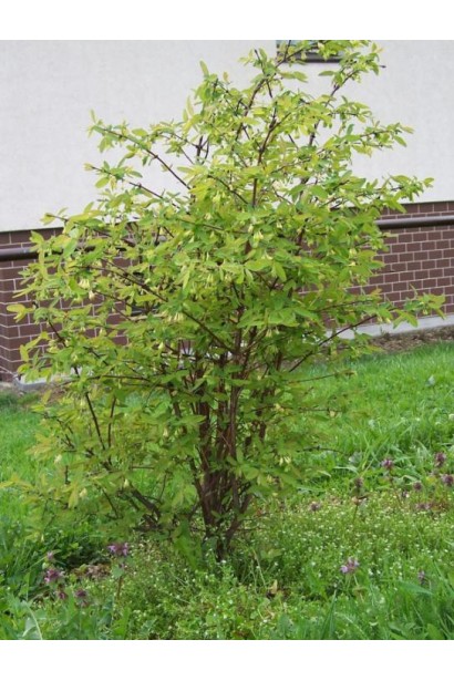 Жимолость камчатська в саду