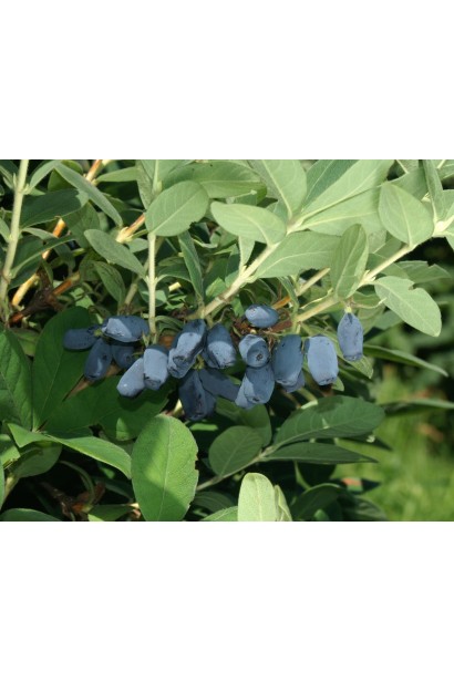 Жимолость камчатська плоди