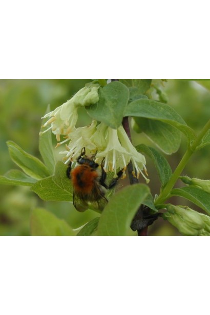 Жимолость камчатська медоносні квіти