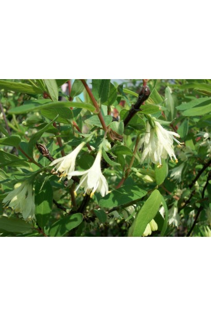 Жимолость камчатська цвітіння