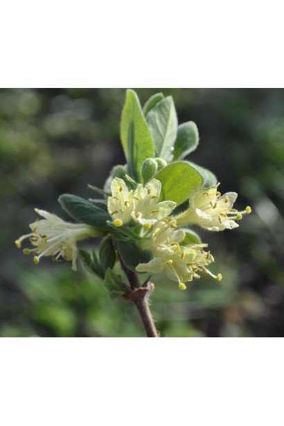 Жимолость камчатська блідо-жовті дзвоники