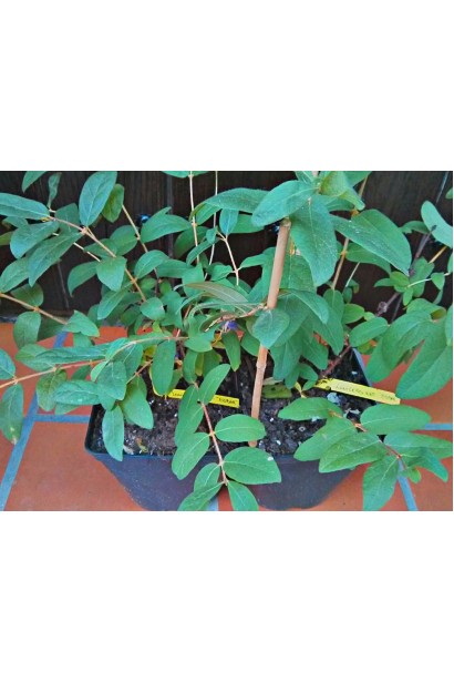 Жимолость камчатська контейнер 0,5 л