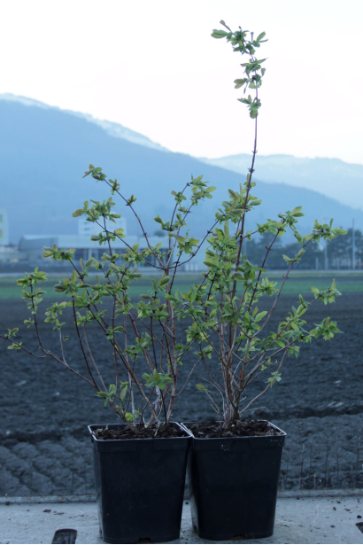 Жимолость камчатська саджанці Р9