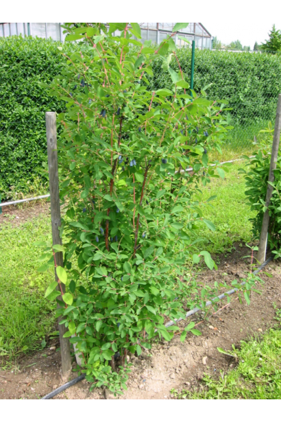 Жимолость камчатська кущ з опорою