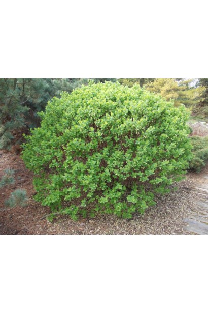 Жимолость камчатська листопадний кущ з округлою кроною