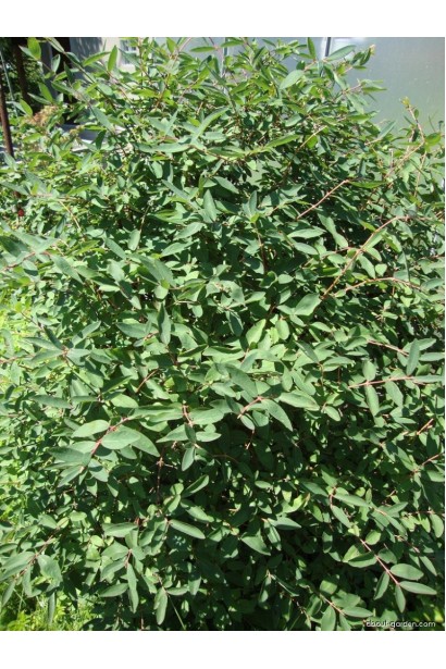 Темно-зелене супротивне листя жимолості камчатської