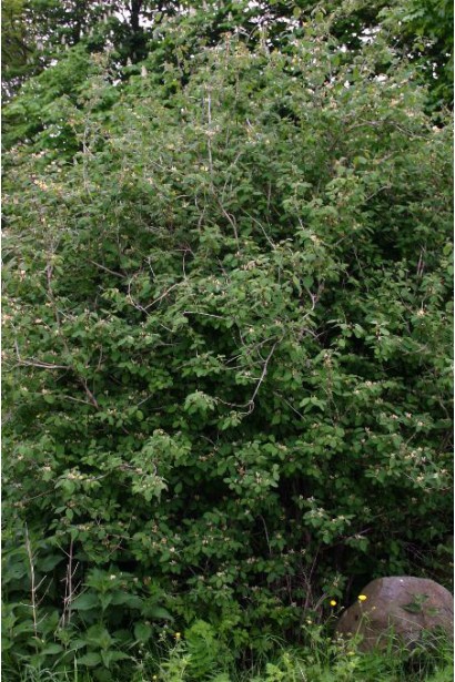 Жимолость камчатська