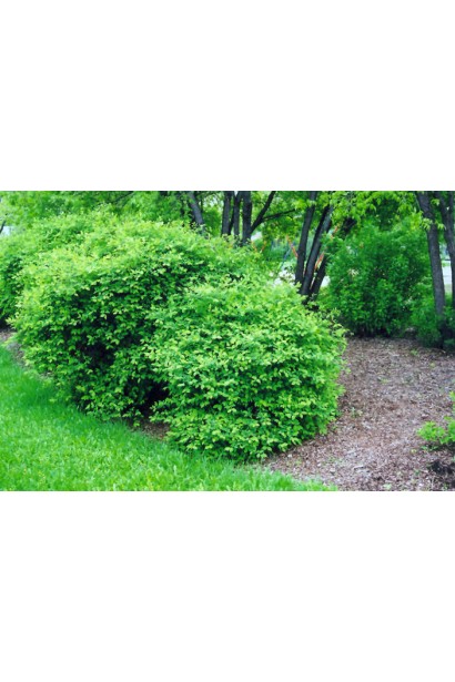 Lonicera kamtschatica