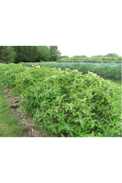 Лоніцера камчатська