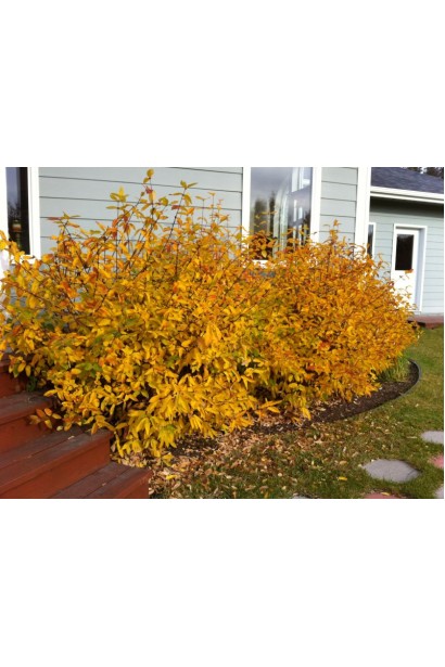 Жимолость камчатська осіннє забарвлення 