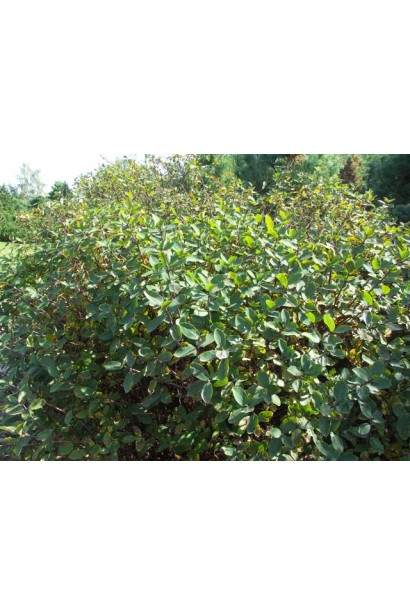 Жимолость камчатська плодовий багаторічний кущ