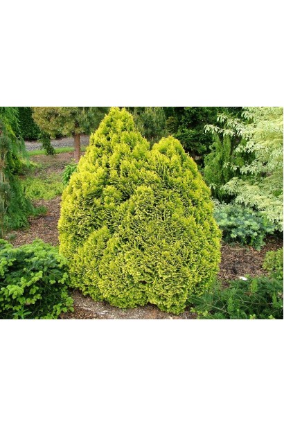 Кипарисовик Лавсона Минима Ауреа