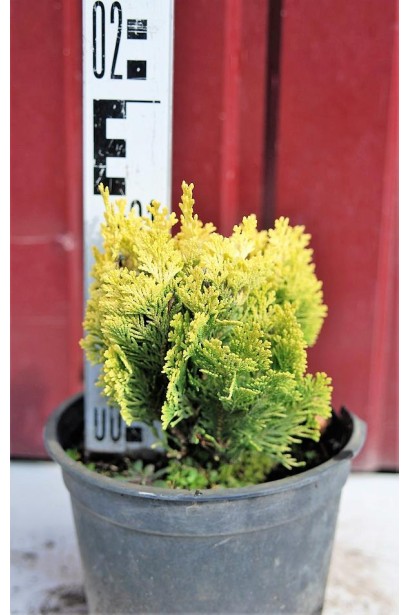 Кипарисовик Минима Ауреа С3 10-15 см