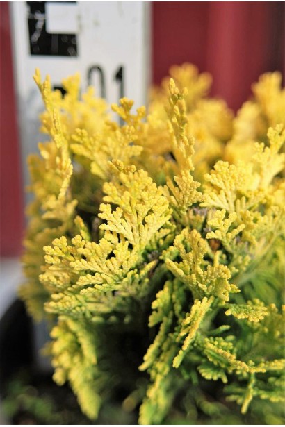 Кипарисовик компактный Minima Aurea