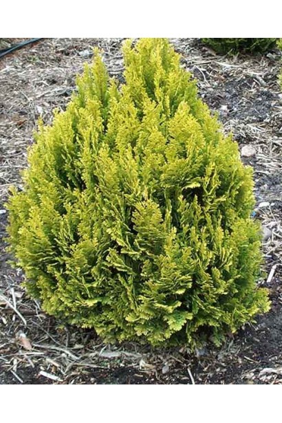 Кипарисовик карликовый Минима Ауреа