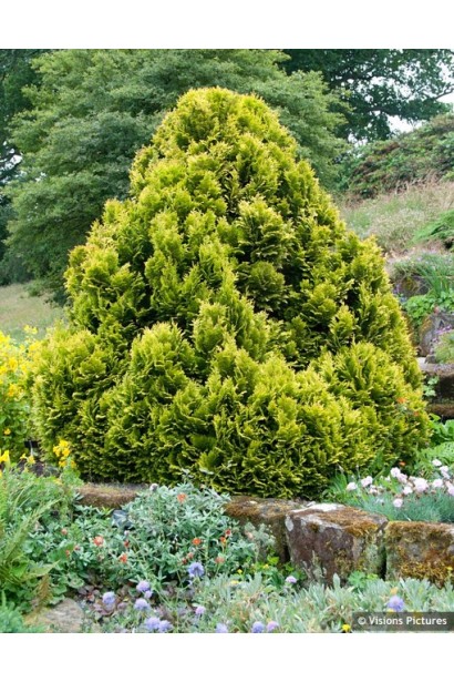 Кипарисовик желтый Минима Ауреа