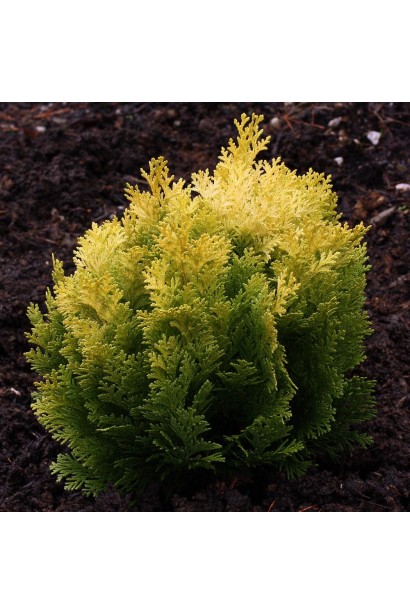 Chamaecyparis lawsoniana Minima Aurea