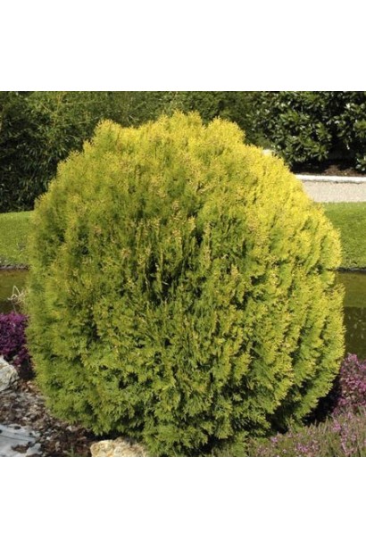 Кипарисовик Лавсона Золото Роджера