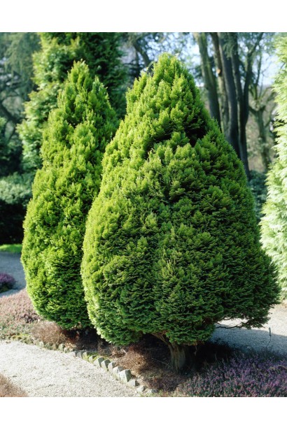 Chamaecyparis lawsoniana Roger’s Gold