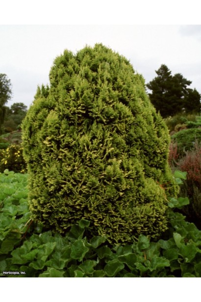 Кипарисовик Minima Aurea