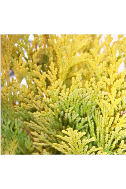 Золотисто-желтая хвоя Кипарисовика Минима Ауреа