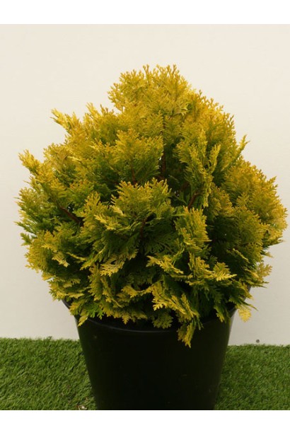 Кипарисовик Лавсона Минима Ауреа контейнер Р9