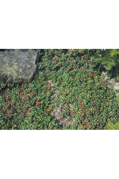 Журавлина Пілігрім грунтопокривний кущ зі сланкими пагонами