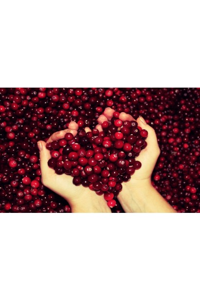 Vaccinium macrocarpon Pilgrim